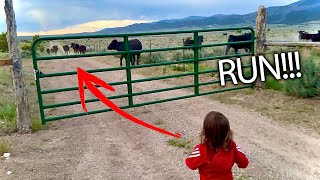 2 Year Old Chases COWS [upl. by Sundin108]