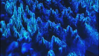 Korallen coralreef reeftank corals aquarium meerwasseraquarium SaltwaterAquarium [upl. by Enitsyrhc]