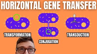 Horizontal Gene Transfer Transformation Conjugation Transduction [upl. by Ailak]