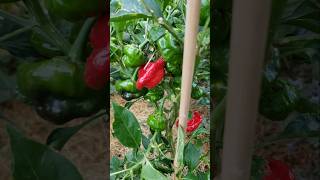 Scotch Bonnet Peppers for the first time in The Ranches Garden scotchbonnet pepperplants [upl. by Ammann]