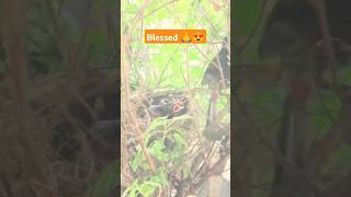 Bulbul feeding young nestlings  bird nest in my house  Home Garden  Mother protecting baby bird [upl. by Rexanna173]