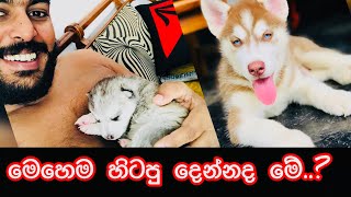 තඩියයි කඩියයි🥰🐺 රේවන් amp අකීරා [upl. by Sahpec]