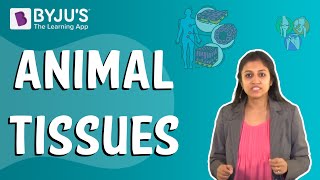 Animal Tissues [upl. by Burgess]