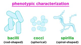 Taxonomy of Bacteria Identification and Classification [upl. by Wey598]