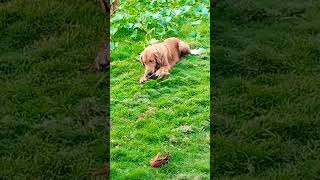 music goldenretriever Hunter pelando el coco🥰🥥🦮 doglover [upl. by Grefer]