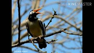 How birds cool down there body temperature  Gular fluttering [upl. by Nyladnarb]