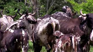 RANCHO quotCORNELIOquot SARDO NEGRO [upl. by Armin]