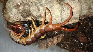 scolopendra subspinipes eats the Madagascar cockroach [upl. by Eelymmij]