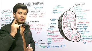 Mitochondria  structure and function  class 9 biology  By najeeb kakar [upl. by Darcia532]