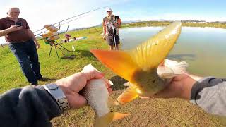 Carp Fishing Western Cape  Caught Two Carp On One Line [upl. by Ringo]