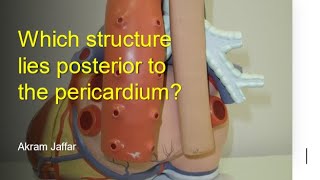 Which structure lies posterior to the pericardium [upl. by Ezitram]