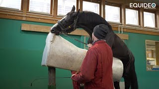 Les fabuleux étalons de dressage du Haras de Malleret [upl. by Yruy953]