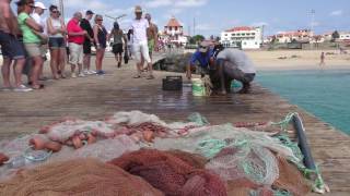 Sal Kaapverdië  Cabo Verde  Cape Verde 2016 Paradise Island [upl. by Cirone]