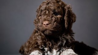 Lagotto Romagnolo [upl. by Collie]