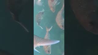 Red Snapper fish filmed in Mercury Bay Marine Reserve near Whitianga New Zealand 12 Nov 2024 [upl. by Strader]