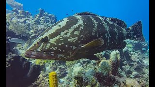 SCUBA Cayman Brac Dive Throughs 2024 [upl. by Mitch]