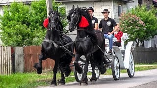 TRASURA CU CAI PENTRU NUNTA  Domeniul Cailor Bucovina 2018 [upl. by Tema]