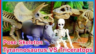 ポーズスケルトン ティラノサウルス VS トリケラトプス アニア Pose Skeletonリーメント [upl. by Tonina185]