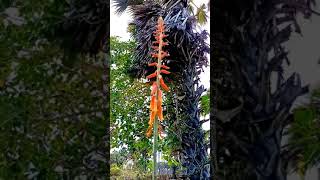 කෝමාරිකා මල දැක්කද aloe vera flowers komarika mala short [upl. by Meihar]