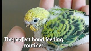 WHEN should you start handfeeding your baby parrot The perfect routine for raising your bird [upl. by Fishback]