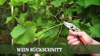 Sommer Beschnitt am Wein  Wann und wie beschneidet man Wein [upl. by Suoirrad282]