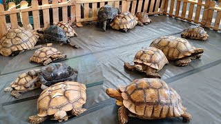 Amazing Tortoise Exhibition  Tortoises Actions  Tortoise Relaxing Instrumental Music Video [upl. by Nnaylrebmik]