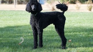 Standard Poodle dog  dog breeds  the facts info dog training tips health care [upl. by Aikit]