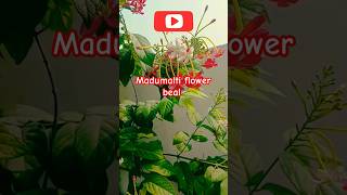 Madhumalti Plant Care Madhumalti Plant flower Shortsviralshortshrtsfeedytshorts [upl. by Littlejohn]