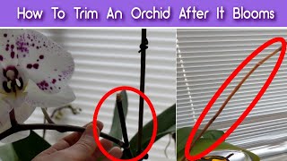 How To Prune Orchids After The Flowers Fall Off  Trim An Orchid After It Blooms [upl. by Manuel]