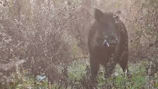 Lochy z odyńcem blisko mnie 🐗🐗🐗Huczka trwa [upl. by Salaidh498]