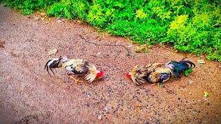 Aseel murga fight 🐓 murga fight  aseel murga market [upl. by Rennerb]