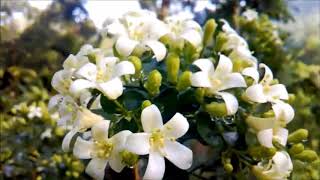 Murraya paniculata ඇට්ටෙරියා SRI LANKAN NAMEATTERIYA [upl. by Agatha748]