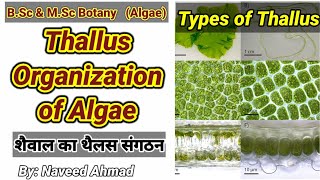 Thallus Organization in Algae  Range of Thallus Structure in Algae BSc 1st year urdu hindi [upl. by Goddart]