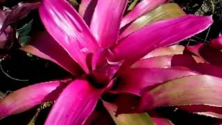 Neoregelia neo bromeliads explained [upl. by Fairbanks134]