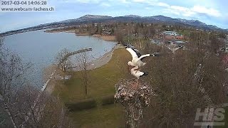 Lachner Störche Live Cam [upl. by Michella822]