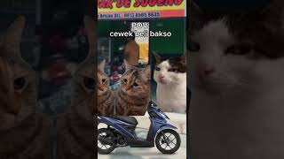 POVCEWE BELI BAKSO meme cat povkucing kucinglucu fyp [upl. by Segroeg908]