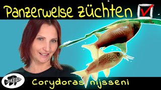 Sie tun es doch Panzerwelse laichen ab Corydoras nijsseni in der Zucht [upl. by Ezara]