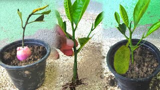 How to grow jackfruit by cutting onion branches and roots [upl. by Nylime]