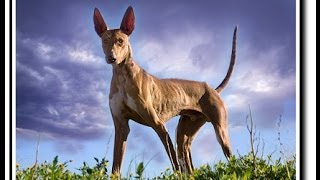 El podenco Canario Documental [upl. by Bergmann794]