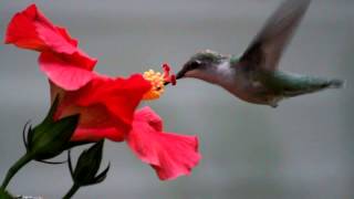 Hummingbird eating from a flower [upl. by Airetnuhs]