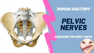 Human Anatomy  Pelvis  Nerves of the pelvis [upl. by Odnomor]