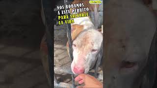 NOS ROBAMOS A ESTE PERRITO PARA SALVARLE LA VIDA perros respetoanimal animales dog rescates [upl. by Sherline763]