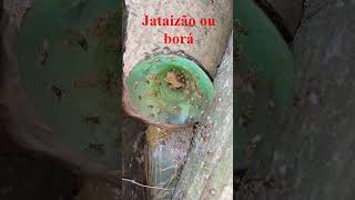 Abelha borá ou jataizão tetragona clavips [upl. by Cynthy386]