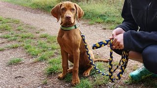 cute 35 Month Magyar Vizsla INKA  learn Canicross [upl. by Nonna]