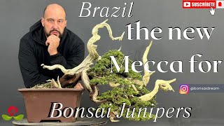 Brazil the new Mecca for Bonsai Junipers [upl. by Nebra]