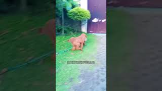 Amazing Playing ball dog trindingviral [upl. by Asaeret]