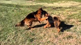 Airedale Terrier Lady MOdesty Vs German Shepherd Dog [upl. by Pruchno239]