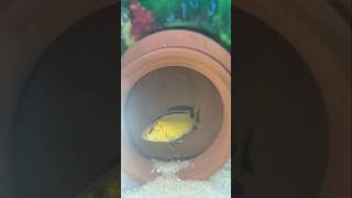 Fish breeding setup fish yputubeshorts youtube youtuber youtubeshorts youtubeshort youtube [upl. by Silra870]