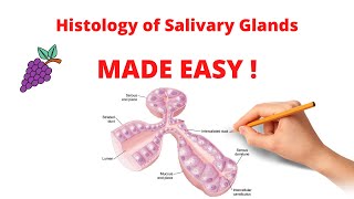 Histology of Salivary Glands  Organization Types and Ducts [upl. by Udela341]