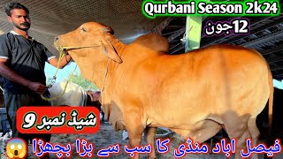 Faisalabad Cow Mandi Latest Update  Shad No 9  12 jun 2024  Pardesi mandi [upl. by Gilba534]